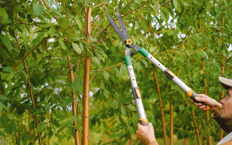 Tree trimming in Yoncalla, OR